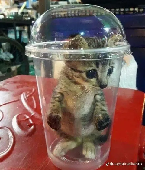 Котёнок в пластиковом стакане