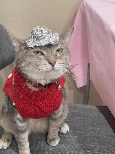 Кот в шапке из фольги