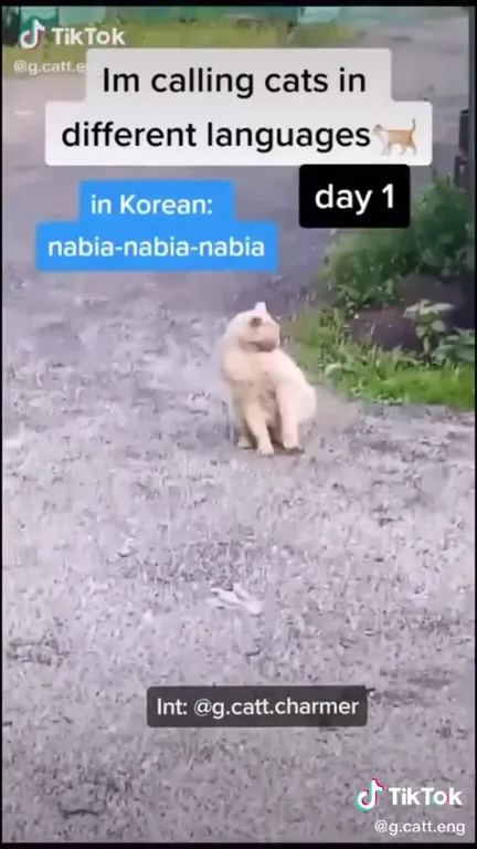 Calling Cats in Different Languages
