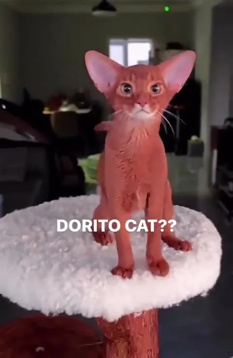 Dorito Cat Stares Into Your Soul