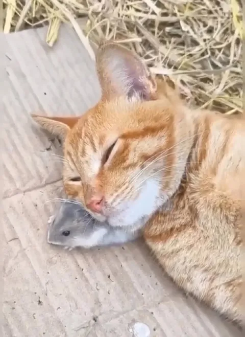 Кот использует мышь как подушку