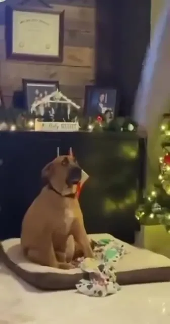 Собака не готова к вечеринке