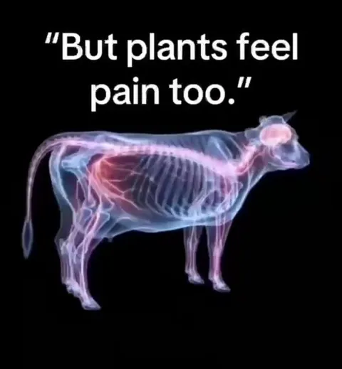 But Plants Feel Pain Too