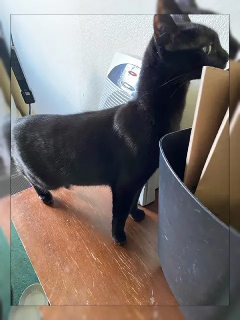 Чёрный кот проверяет коробку