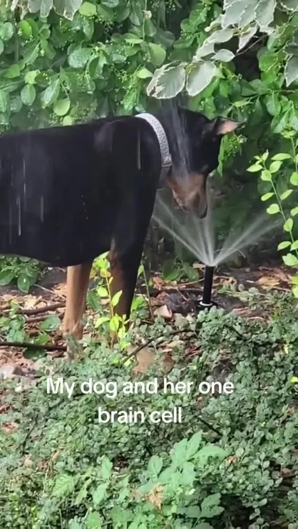 Dog Versus the Sprinkler