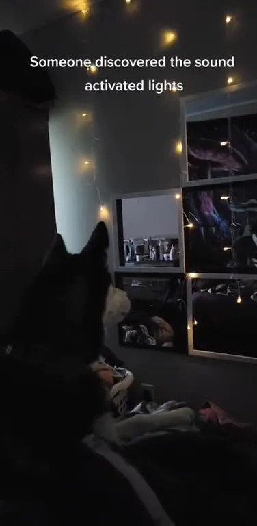 Dog Activates the Lights
