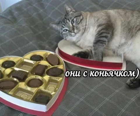 Кот в коробке конфет с коньячком