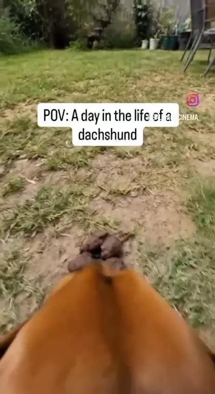 A Day in the Life of a Dachshund