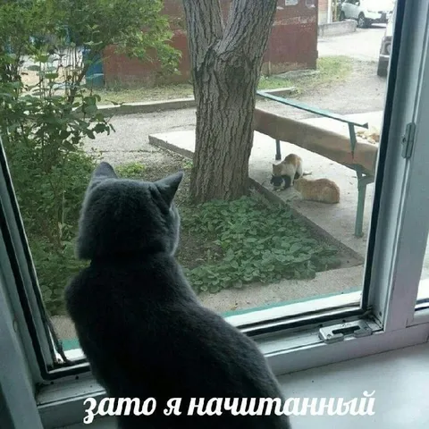 Зато я начитанный