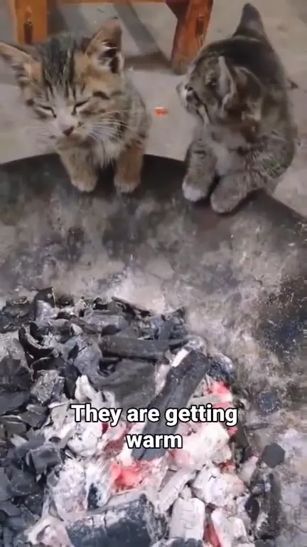 Kittens Getting Warm by the Fire