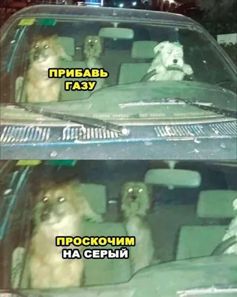 Собаки проезжают на серый