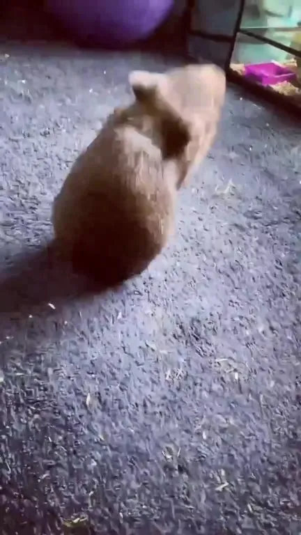 Кот преследует другого кота