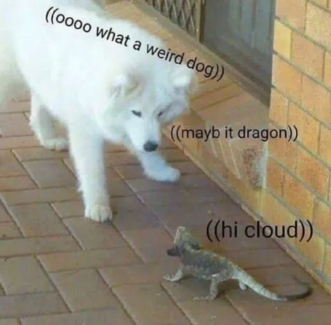 Weird Dog Dragon Encounter