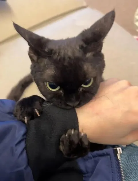 Кот кусает руку