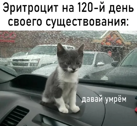 Эритроцит на 120-й день