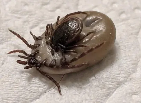 Клещи, которые нашли друг друга