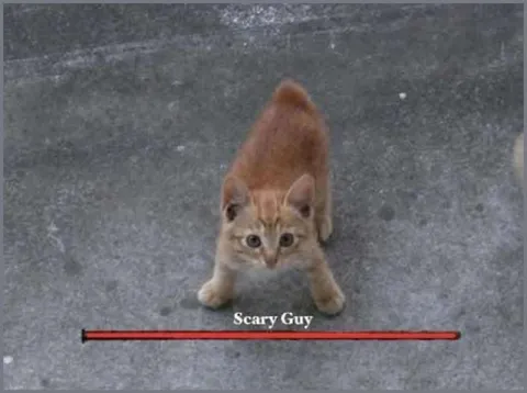 Scary Guy Kitten