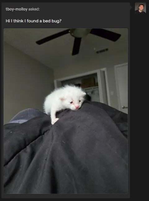 Found a Bed Bug