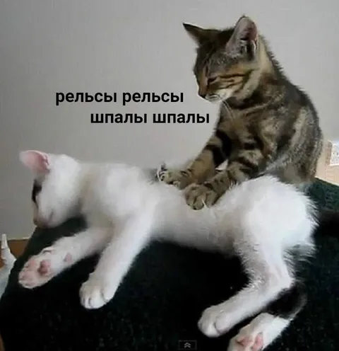 Кот укладывает шпалы