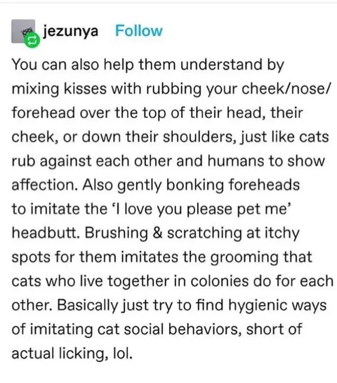 How to Show Affection Like Cats