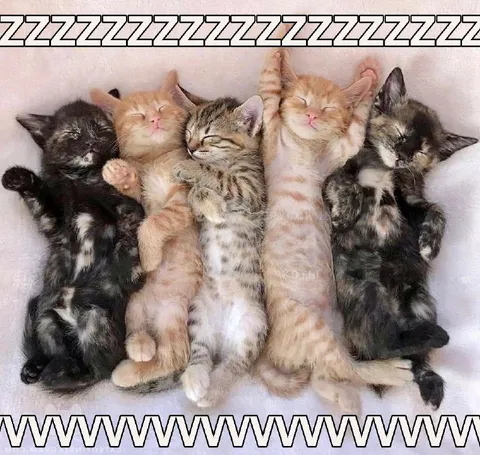Котята спокойно спят