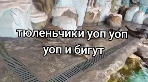 Тюленьчики воп воп и бегут