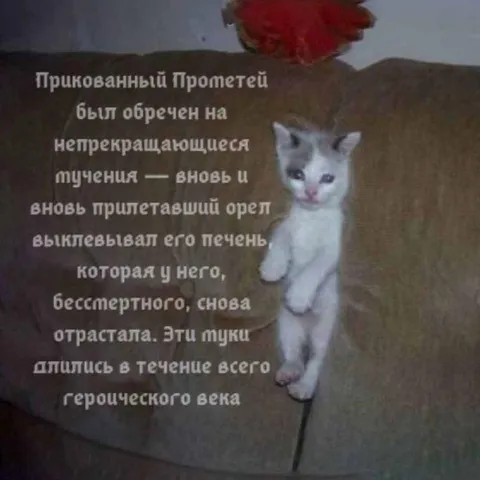 Прикованный Прометей и котёнок