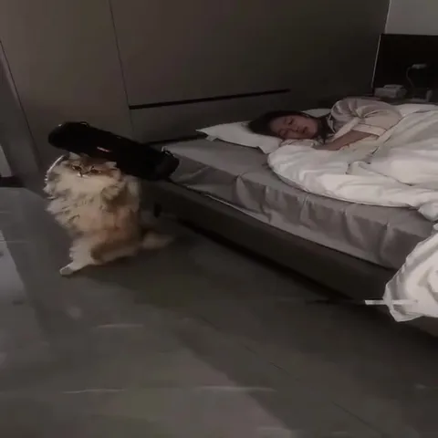 Коты танцуют под монтаж