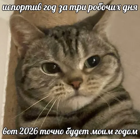 Кот испортил год за три дня