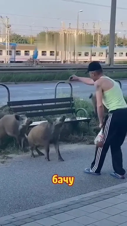Кабаны под музыку