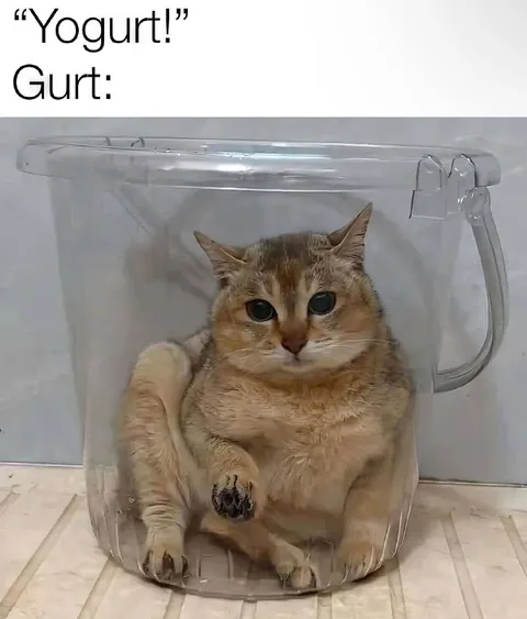 Yogurt Gurt Cat