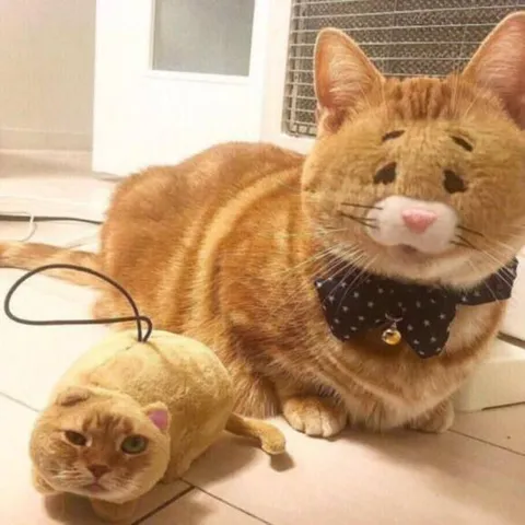 Кот и его маленькая добыча