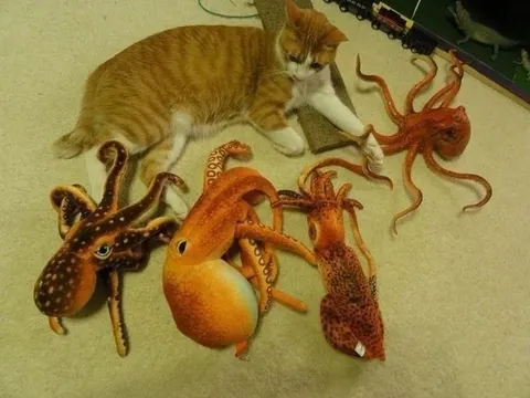 Кот среди осьминогов