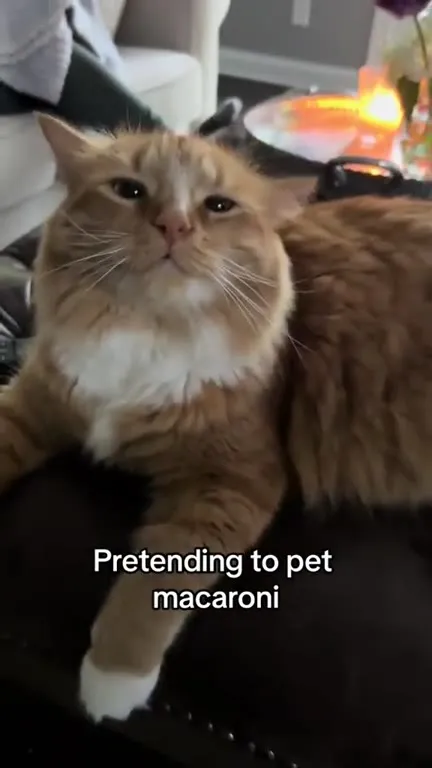 Pretending to Pet Macaroni