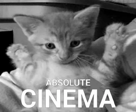 Absolute Cinema Kitten