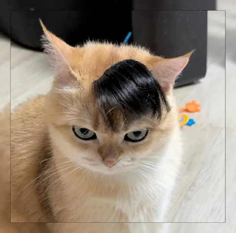 Кот с нелепой причёской