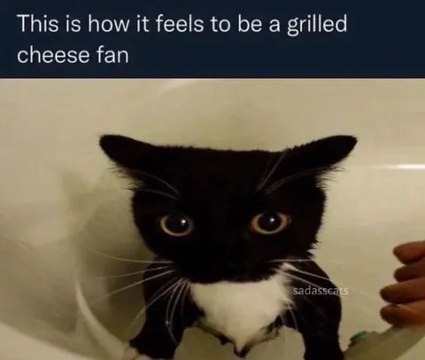 Grilled Cheese Fan Cat