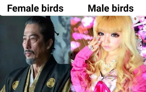 Female Birds vs Male Birds