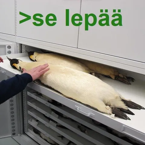 Se lepää pakastimessa