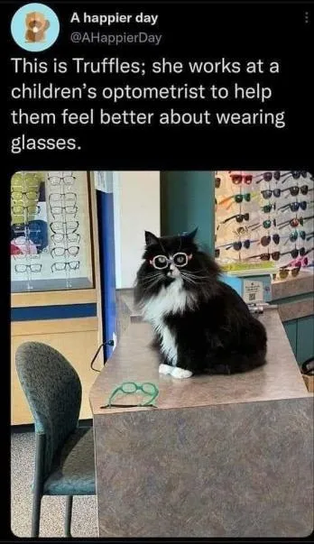 Cat Works at an Optometrist