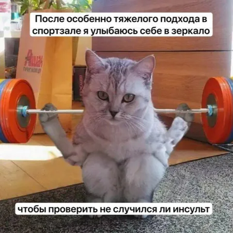 Кот проверяет себя после тренировки