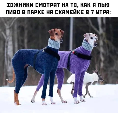 Зожники смотрят на пиво в парке