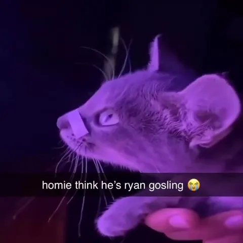 Homie Thinks He’s Ryan Gosling