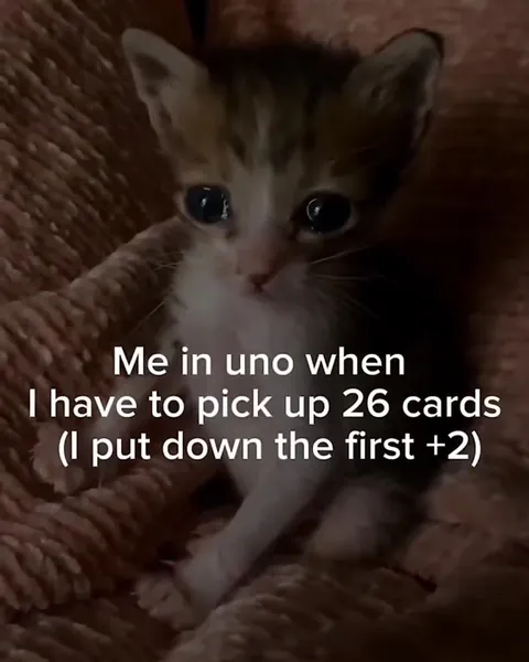 Kitten Draws 26 UNO Cards
