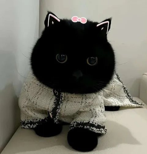 Чёрный кот в вязаном свитере