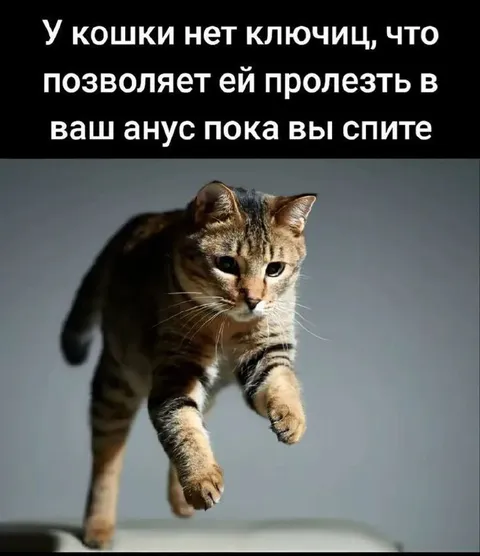 Кошка без ключиц