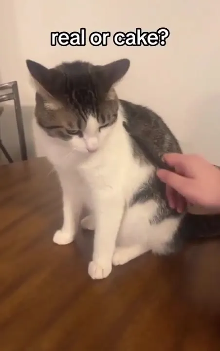 Real or Cake Cat Surprise