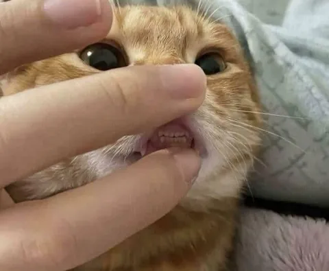 Кот показывает зубы