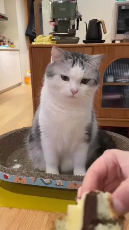Кот смотрит на десерт