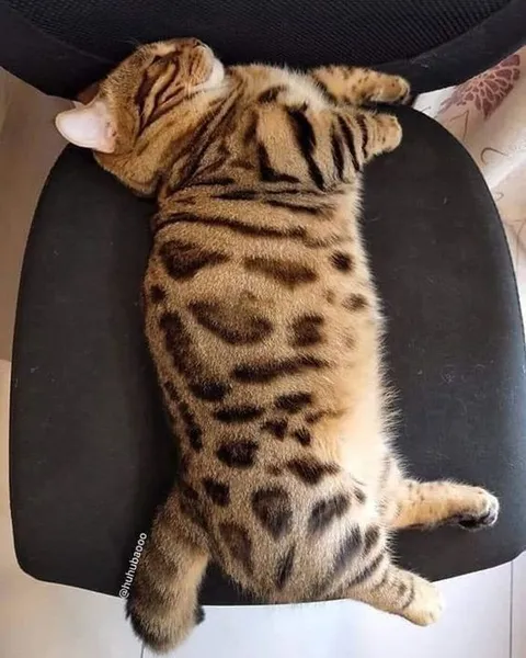 Кот притворяется тигром